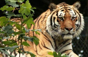 Become A Big Cat Keeper At Dartmoor Zoo 2 For 1