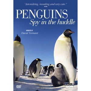 Penguin Spy in the Huddle
