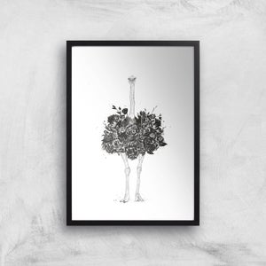 Balazs Solti Ostrich Art Print