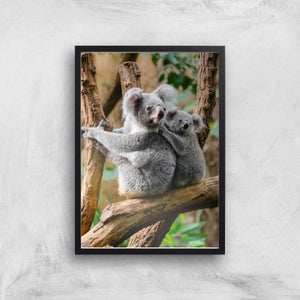 Koala Bear Giclee Art Print