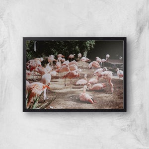 A Resting Pat Of Flamingos Giclee Art Print