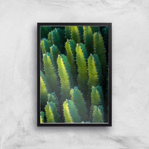 Cactus From Above Giclee Art Print