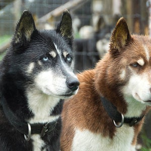Hike with Huskies and Entry to Eagle Heights Wildlife Foundation for Two