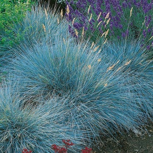 Blue Fescue Intense Blue Grass
