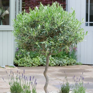 Olive Tree Meditteranean 35L