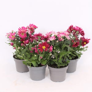 Homebase plants sale