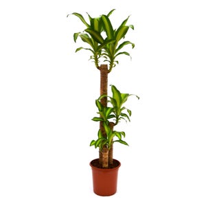 House Plants Cacti Bonsai Pot Plants Homebase