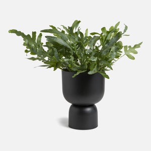 ïn home Pflanzen Vase - Schwarz