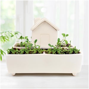 Self watering House