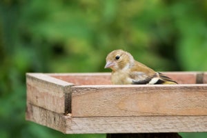 How To Make a Bird Table