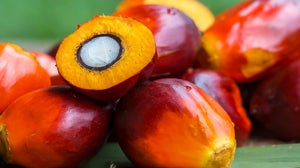 Sustainable Palm Oil: Your Smart Choice For Beauty?