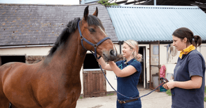 Vaccinating Your Horse: Steps & Guidelines in the UK