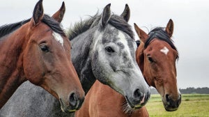 Mud Fever in Horses Guide: What it is, Signs and Causes