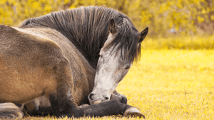 Horses Sleeping Guide: How do they do it?