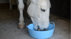 10 Tips For Managing Your Horses Weight