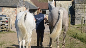 5 Tips For Competing The Older Horse