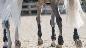 Arthritis In Horses