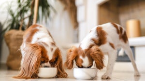 Canine Nutrition: Everything You Need To Know About Your Dog And Their Food