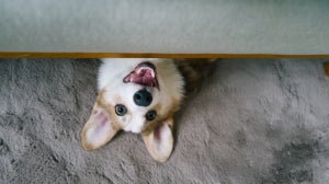 How To Tell If Your Dog Is Healthy