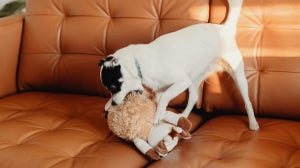Important signs your dog may be sick