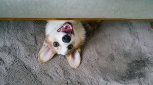 The best foods for dogs with sensitive stomachs