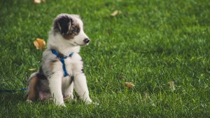 Your food and nutrition guide for new puppies