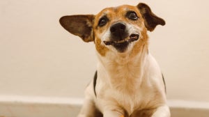 Your guide to vitamins and supplements for dogs