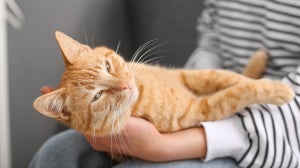 Signs of an healthy gut in cats & how to maintain it