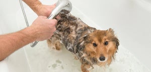 How Often Should You Wash Your Dog? A Complete Guide