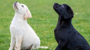 Preparing for the arrival of a new puppy