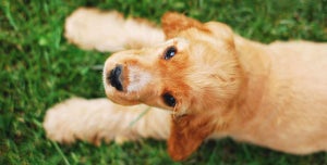 A happy puppy makes a happy home