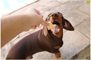 Can Dogs Eat Bread?