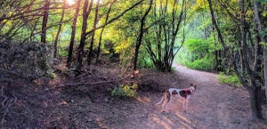 Five tips to help you become the dog walking master!