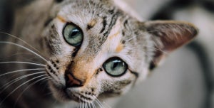 Cat Vaccination Schedule - Everything You Should Know