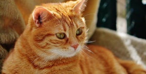 What are the Best Cat Breeds for Allergies?