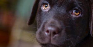 New Puppy Owners: What you need to know