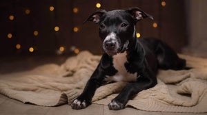How to Throw a Dog Friendly New Year’s Eve Party