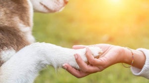 How to take care of your dog’s paws