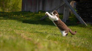 Mental stimulation for cats