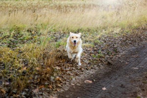 Puppy Growth Chart: When Do Dogs Stop Growing