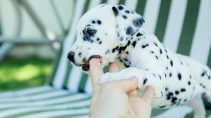 Questions to ask a dog breeder