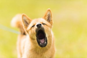 Training dog to stop barking