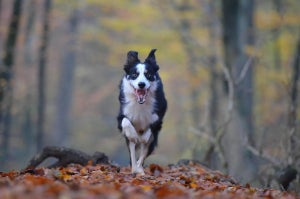 How to teach your puppy to come to you