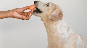 Fibre for Dogs: All the Benefits and Yummiest Sources