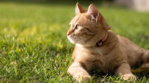 Top 10 facts about cats