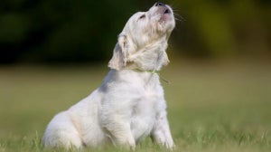 What do different dog noises mean?