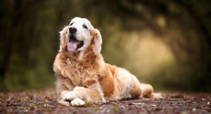 What is a natural dog food diet and what are the potential benefits?