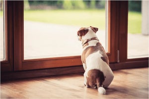 When can puppies go outside and how to keep them safe