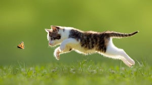 Your Complete Guide to Getting a Kitten