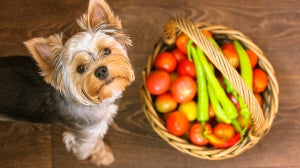 Vegetables for dogs